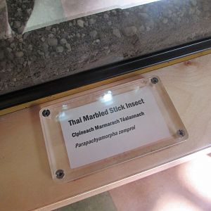 Dublin Zoo - Stick insect signage