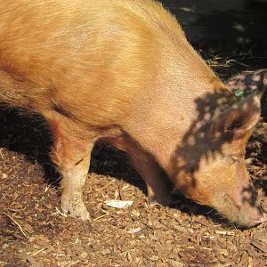 Dublin Zoo - Tamworth pig