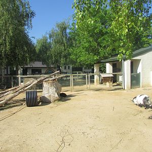 Dublin Zoo - Goat pen