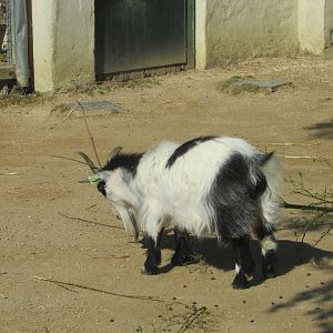Dublin Zoo - Pygmy goat