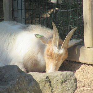 Dublin Zoo - Pygmy goat