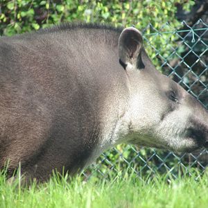 Dublin Zoo - Brazilian tapir