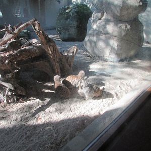 Dublin Zoo - Meerkats
