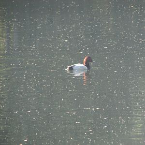 Wild common pochard
