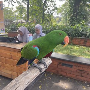 electus parrot (electus polychloros)