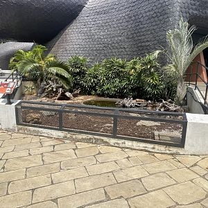 african spurred tortoise exhibit - museum komodo