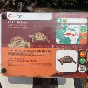 african spurred tortoise signage - museum komodo