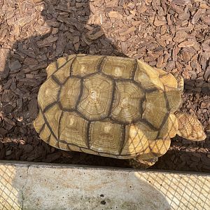african spurred tortoise (centrohelys sulcata) (1) - museum komodo