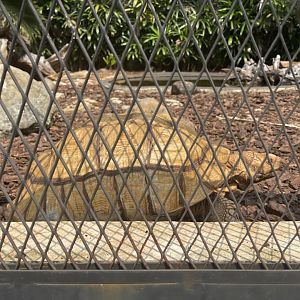 african spurred tortoise (centrochelys sulcata) (2) - museum komodo