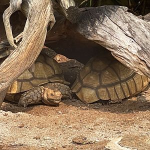 african spurred tortoise (centrochelys sulcata) (3) - museum komodo