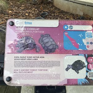 asian forest tortoise - museum komodo