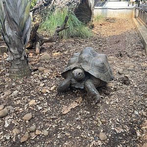 aldabra giant tortoise (aldabrachelys gigantea) (1) - museum komodo