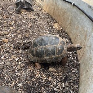 aldabra giant tortoise (aldabrachelys gigantea) (2) - museum komodo