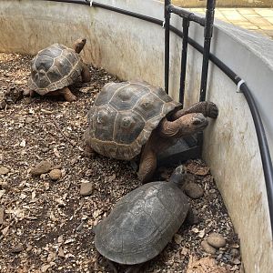 aldabra giant tortoise (aldabrachelys gigantea) (3) - museum komodo