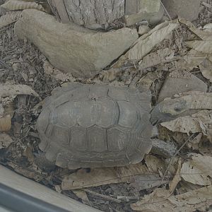 asian giant tortoise (manouria emys) - museum komodo