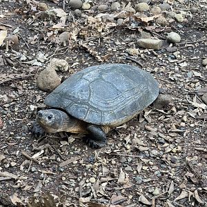 malaysian giant tortoise (orlitia borneensis) (1) - museum komodo