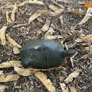 malaysian giant tortoise (orlitia borneensis) (2) - museum komodo