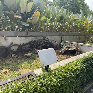 yellow-footed tortoise exhibit - museum komodo