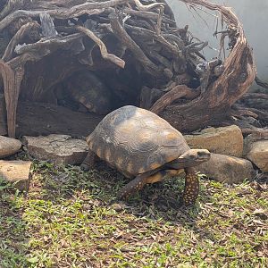 yellow-footed tortoise (chelonoidis denticulatus) - museum komodo