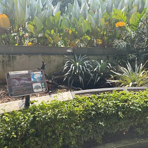 leopard tortoise exhibit