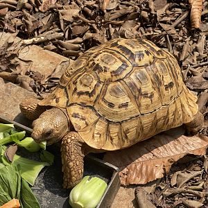 leopard tortoise (stigmochelys pardalis)