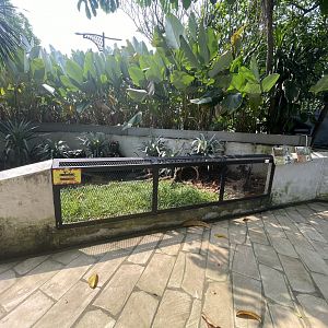 mixed turtle exhibit - museum komodo