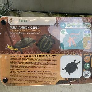 amboina box turtle signage - museum komodo
