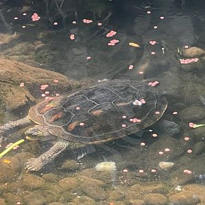 chinese stripe-necked turtle (mauremys sinensis) - museum komodo