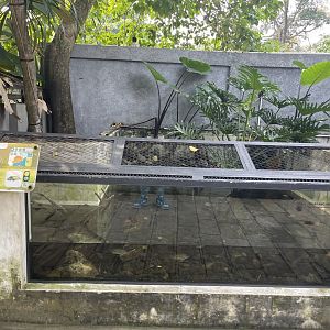 aligator snapping turtle exhibit - museum komodo