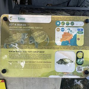 aligator snapping turtle signage - museum komodo