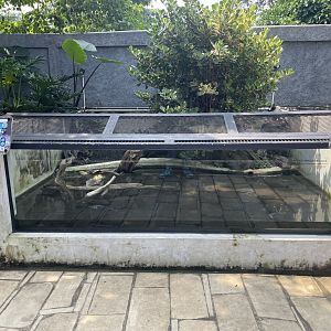 snake-necked turtle exhibit - museum komodo