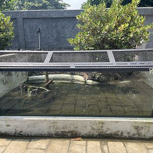 common snapping turtle exhibit - museum komodo