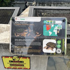 common snapping turtle signage - museum komodo