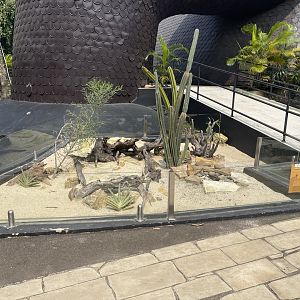 bearded dragon exhibit - museum komodo