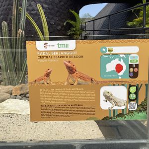 central bearded dragon signage - museum komodo