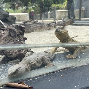 geyr’s spiny-tailed lizard (uromastyx geyri) - museum komodo