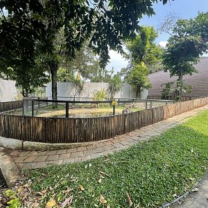 albino crocodile exhibit - museum komodo