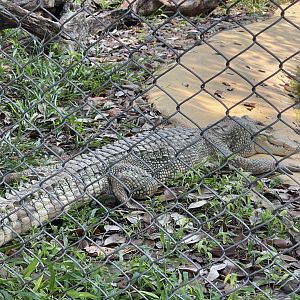 albino saltwater crocodile (crocodylus porosus) - museum komodo