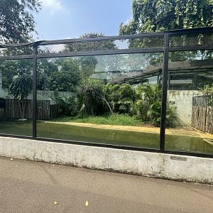 saltwater crocodile exhibit - museum komodo