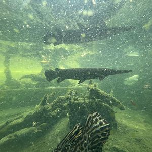 aligator gar (atractosteus spatula) - museum komodo