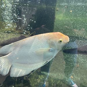 leucistic giant gourami (osphronemus goramy) - museum komodo