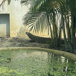 komodo dragon (varanus komodoensis) - museum komodo