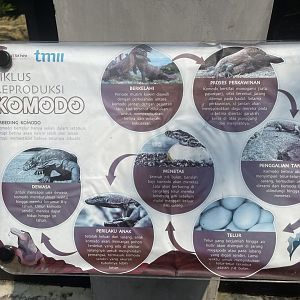 komodo dragon signage (2) - museum komodo