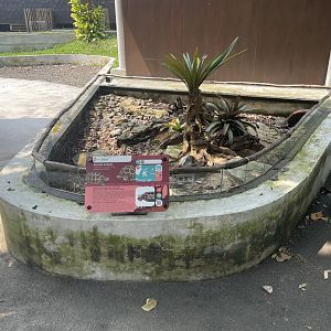 forsten’s tortoise exhibit - museum komodo