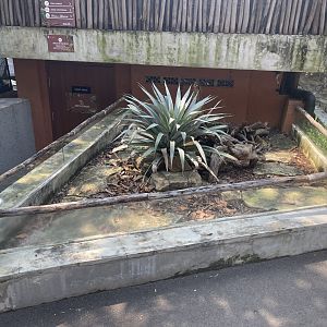pancake tortoise exhibit - museum komodo