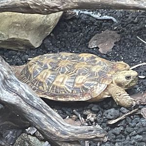 pancake tortoise (malacochersus tornieri) - museum komodo