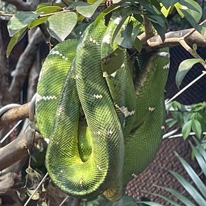 emerald tree boa (corallus caninus) - museum komodo