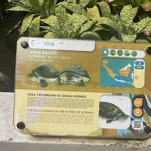 malaysian giant turtle exhibit - museum komodo