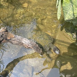 malaysian giant turtle (orlitia borneensis) - museum komodo