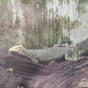 quince monitor (varanus melinus) - museum komodo